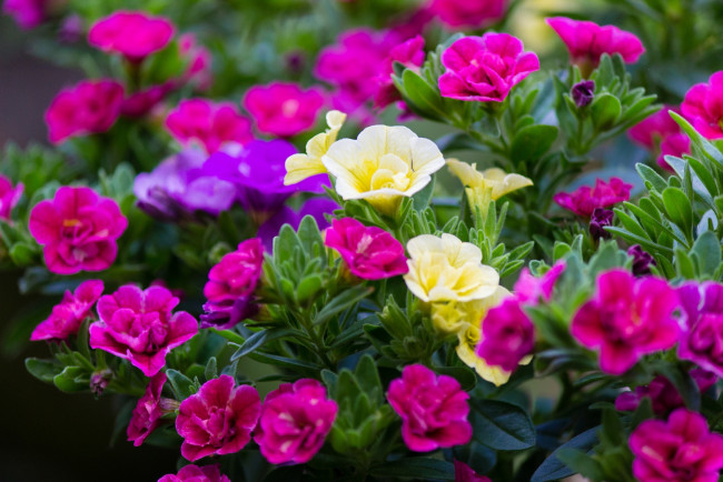 Обои картинки фото цветы, петунии, калибрахоа, яркий