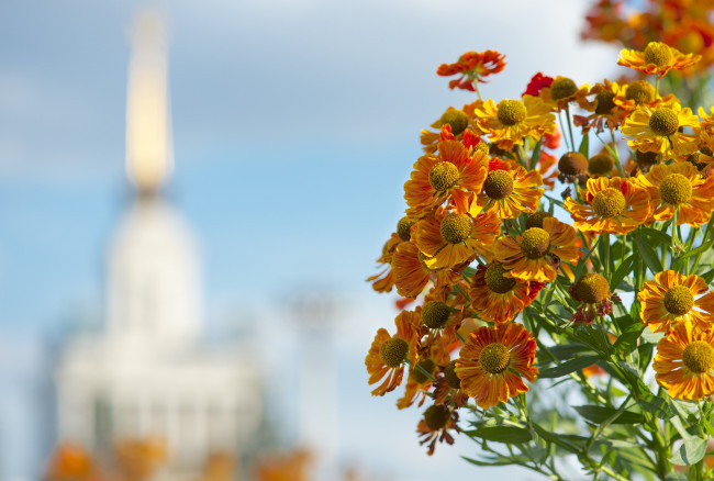 Обои картинки фото цветы, гайлардии, гелениумы, гелениум