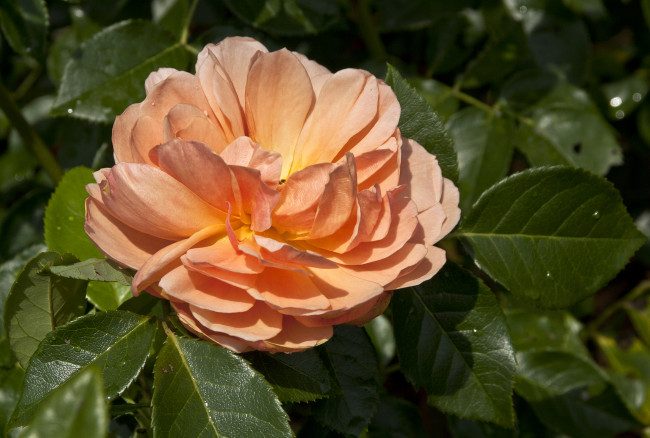 Обои картинки фото цветы, розы