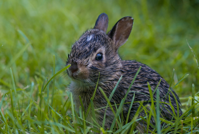 Обои картинки фото животные, кролики, зайцы, мокрый