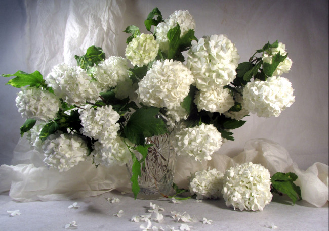 Обои картинки фото цветы, гортензия, букет, белый
