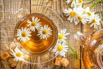 Картинка еда напитки +Чай tea блюдце ромашка cup цветок daisy flower drink напиток чашка чай