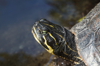 Картинка животные Черепахи bob decker портрет черепаха