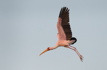 Картинка животные птицы крылья полёт птица клюв небо