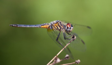 Картинка животные стрекозы bob decker макро насекомое зелёный фон стрекоза
