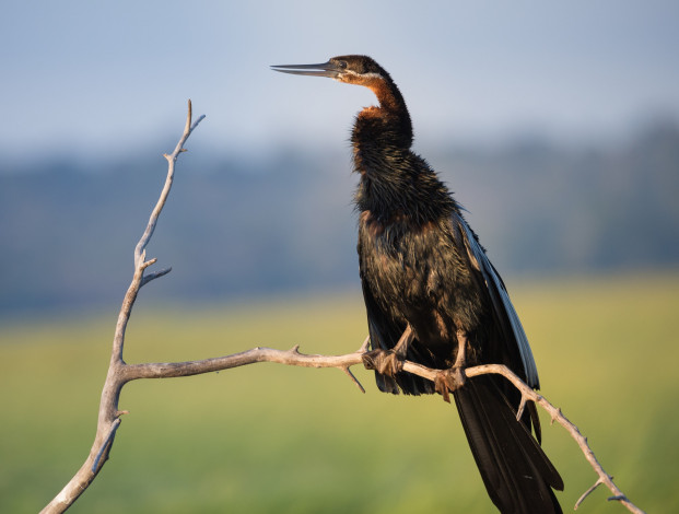 Обои картинки фото животные, птицы, птица, небо, ветка