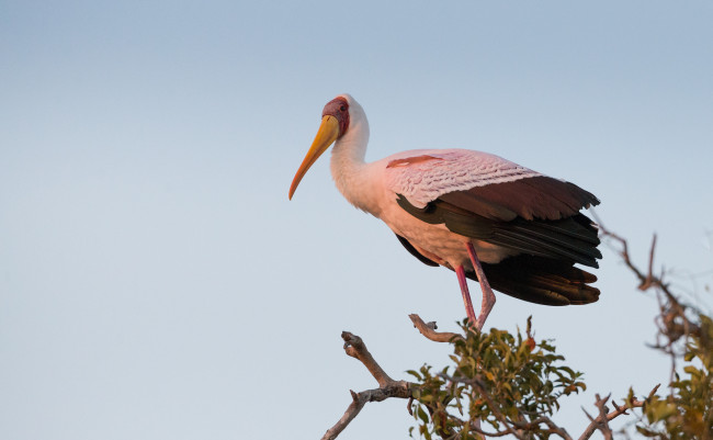 Обои картинки фото животные, птицы, клюв, ветки, небо, птица