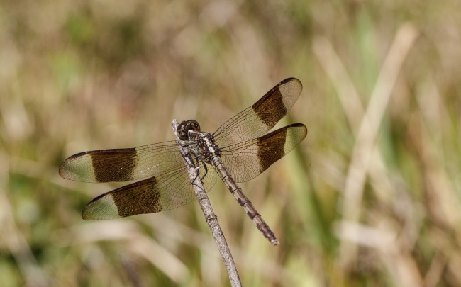 Обои картинки фото животные, стрекозы, макро, фон, насекомое, стрекоза, bob, decker