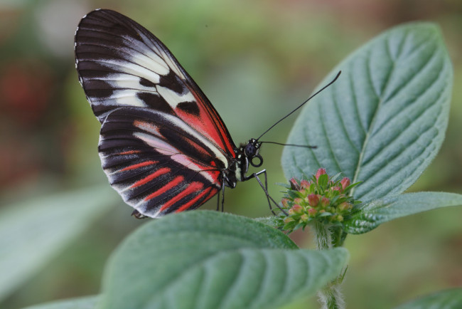 Обои картинки фото животные, бабочки, листики, травинка, крылья, макро, бабочка, bob, decker, усики