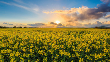 Картинка природа поля простор