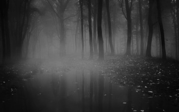 Картинка природа лес осень туман