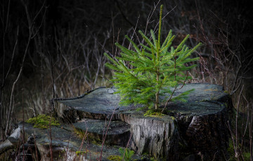 Картинка природа деревья елка