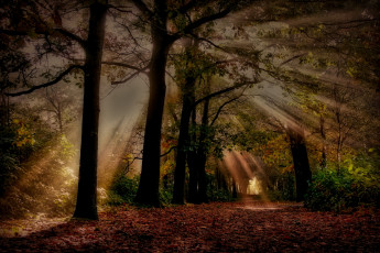 Картинка природа дороги лес