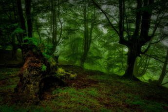 Картинка природа лес ночь