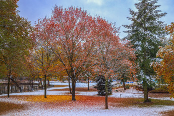 Картинка природа парк простор