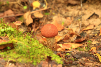 Картинка природа грибы листья гриб трава