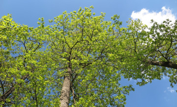 Картинка природа деревья облака