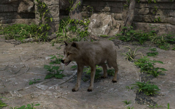 обоя 3д графика, животные , animals, волк, фон