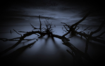 Картинка природа деревья дерево