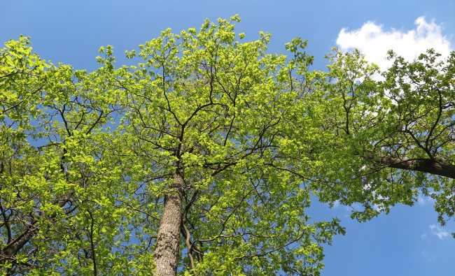 Обои картинки фото природа, деревья, облака