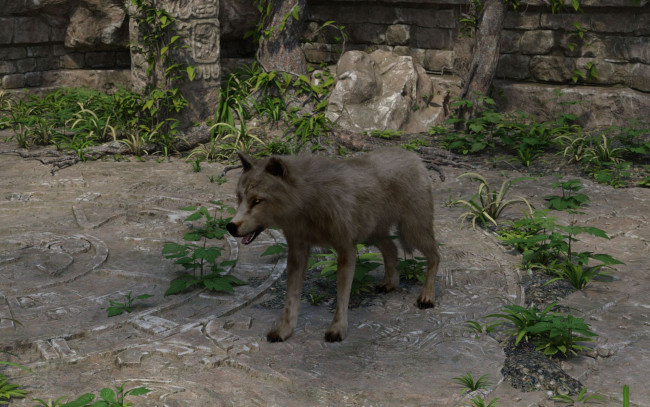 Обои картинки фото 3д графика, животные , animals, волк, фон