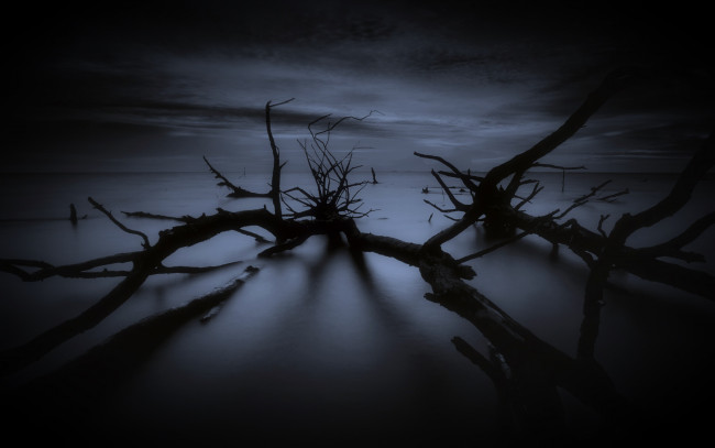 Обои картинки фото природа, деревья, дерево