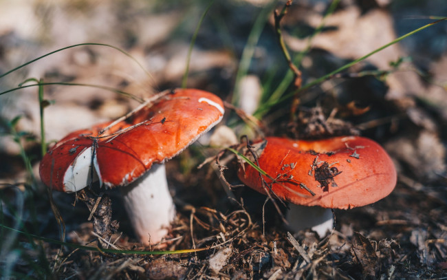 Обои картинки фото природа, грибы, макро, лес