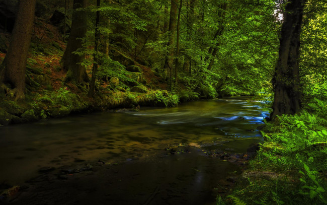 Обои картинки фото природа, реки, озера, деревья, лес, река