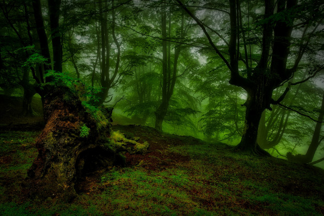 Обои картинки фото природа, лес, ночь