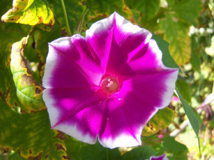 Картинка цветы вьюнки +ипомеи яркий