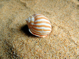 Картинка разное ракушки +кораллы +декоративные+и+spa-камни