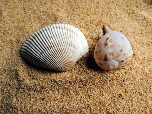 Картинка разное ракушки +кораллы +декоративные+и+spa-камни