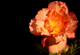 Картинка цветы гвоздики гвоздика