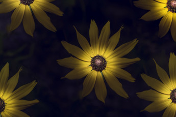 Картинка цветы подсолнухи