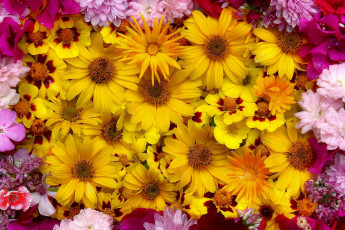 Картинка цветы разные+вместе много розовый желтый