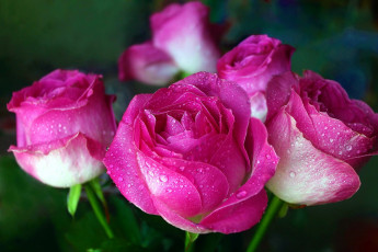 Картинка цветы розы капли