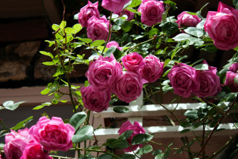 Картинка цветы розы куст