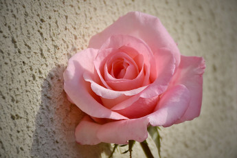 Картинка цветы розы розовый