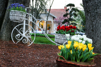 Картинка тюльпаны цветы природа клумба