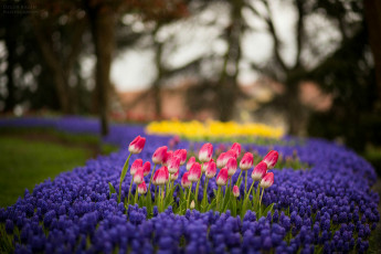 Картинка тюльпаны цветы разные+вместе клумба природа
