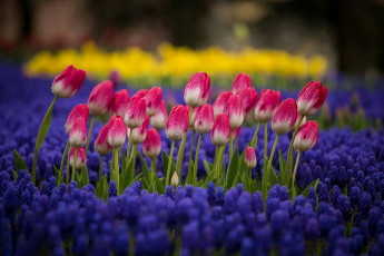 Картинка тюльпаны цветы разные+вместе природа клумба
