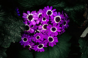 Картинка цветы цинерария лиловый