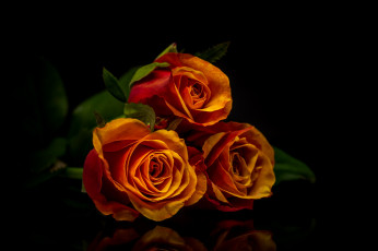 Картинка цветы розы отражение