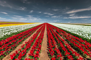 Картинка пейзаж +цветы цветы тюльпаны поле природа