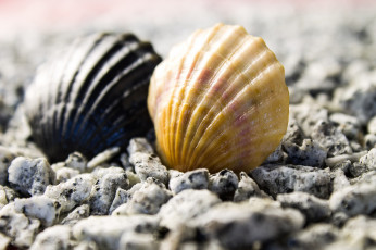 Картинка разное ракушки +кораллы +декоративные+и+spa-камни море природа