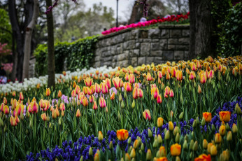 Картинка тюльпаны цветы разные+вместе боке природа