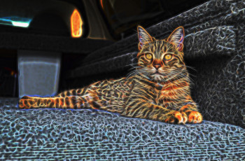 Картинка разное компьютерный+дизайн кот