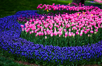 Картинка тюльпаны цветы разные+вместе клумба природа