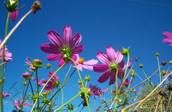 Картинка цветы космея клумба