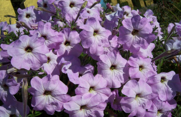 Картинка цветы петунии +калибрахоа клумба